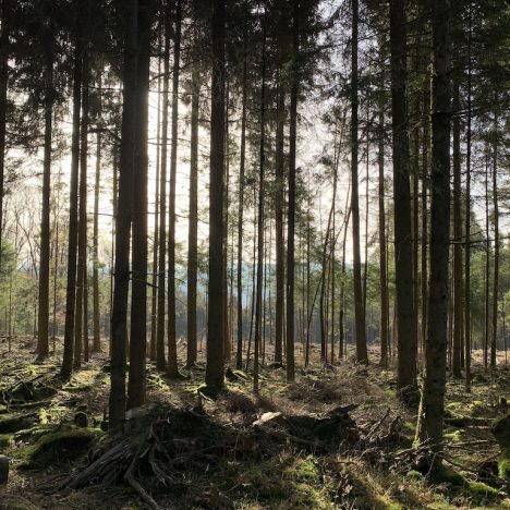 Von Alchen in die Trupbacher Heide